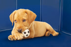 MAXXPRO DOG SWIMMING POOL MEDIUM - HONDENZWEMBAD - Tuincentrum Lopik