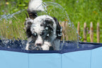 MAXXPRO DOG SWIMMING POOL MEDIUM - HONDENZWEMBAD - Tuincentrum Lopik