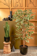 Ficus Green Variegated In Plastic Pot - H180Xd90Cm