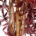 Maple Red In Plastic Pot - H150Xd80Cm