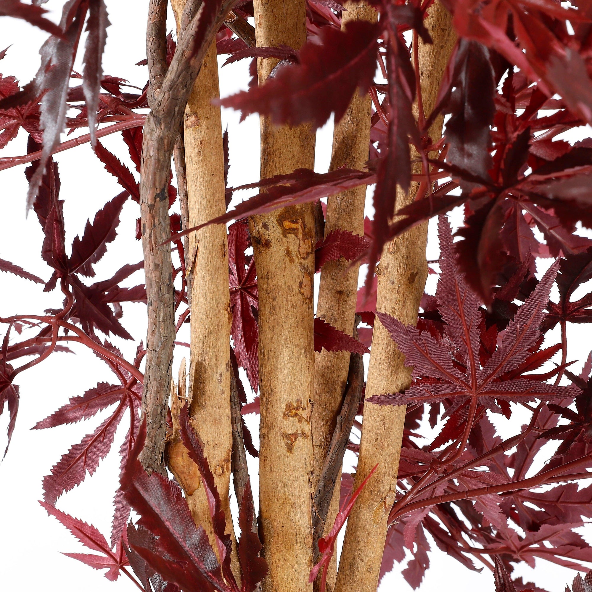 Maple Red In Plastic Pot - H150Xd80Cm
