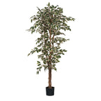 Ficus Green Variegated In Plastic Pot - H180Xd90Cm