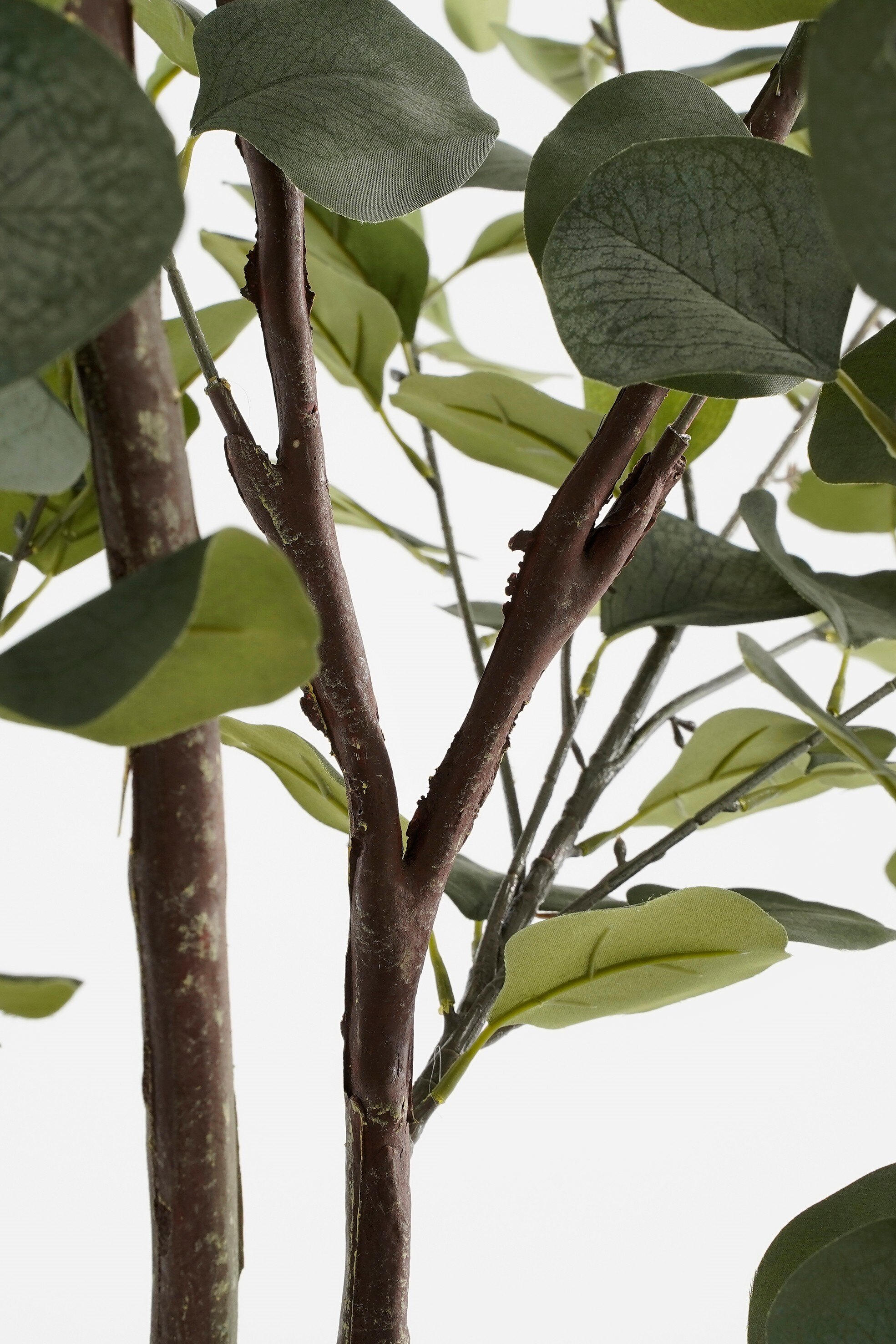 Eucalyptus Tree In Pot Green - H180Xd80Cm
