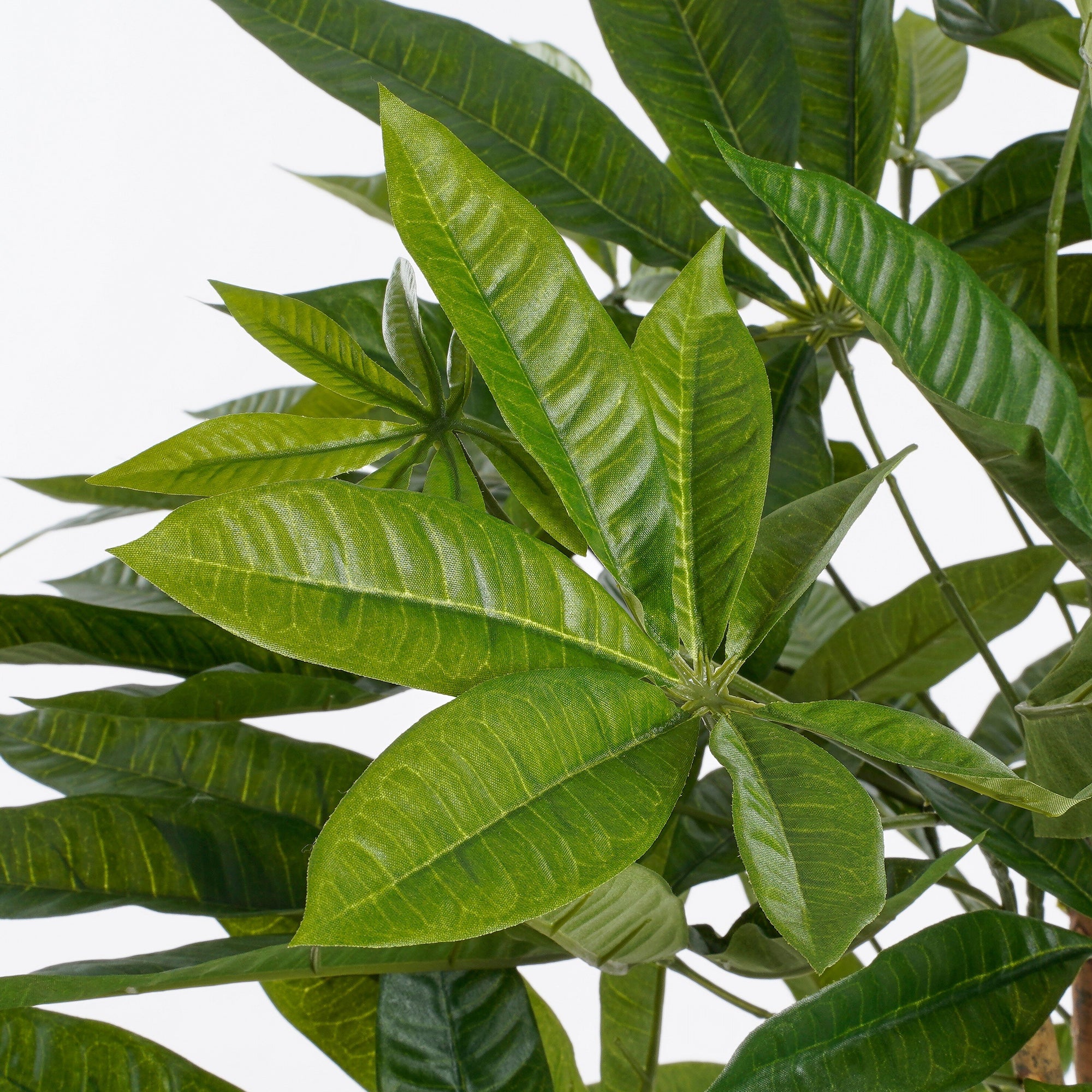 Pachira In Pot Green - H80Xd60Cm