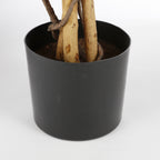 Maple Red In Plastic Pot - H150Xd80Cm