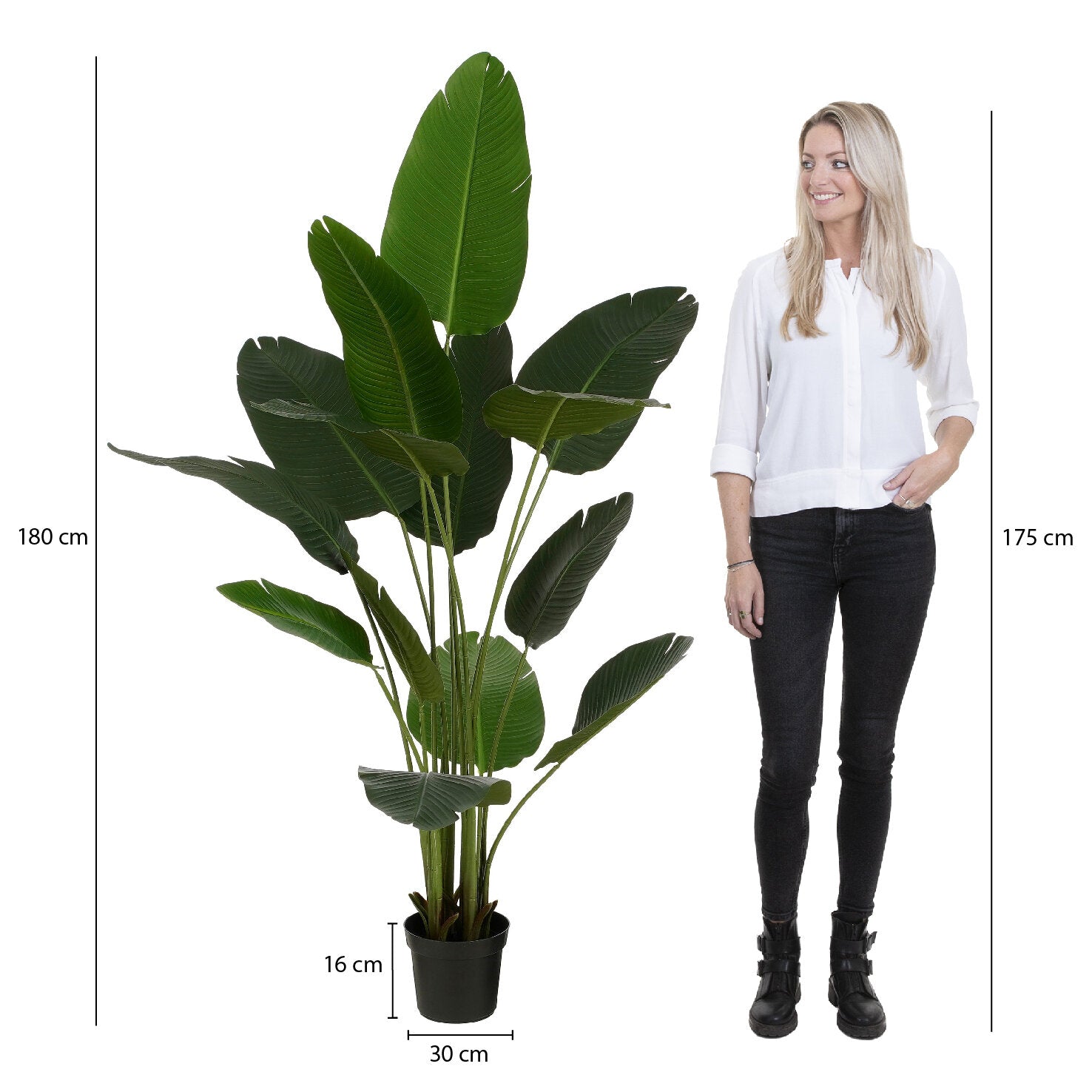 Banana Tree In Pot Green - H180Xd30Cm