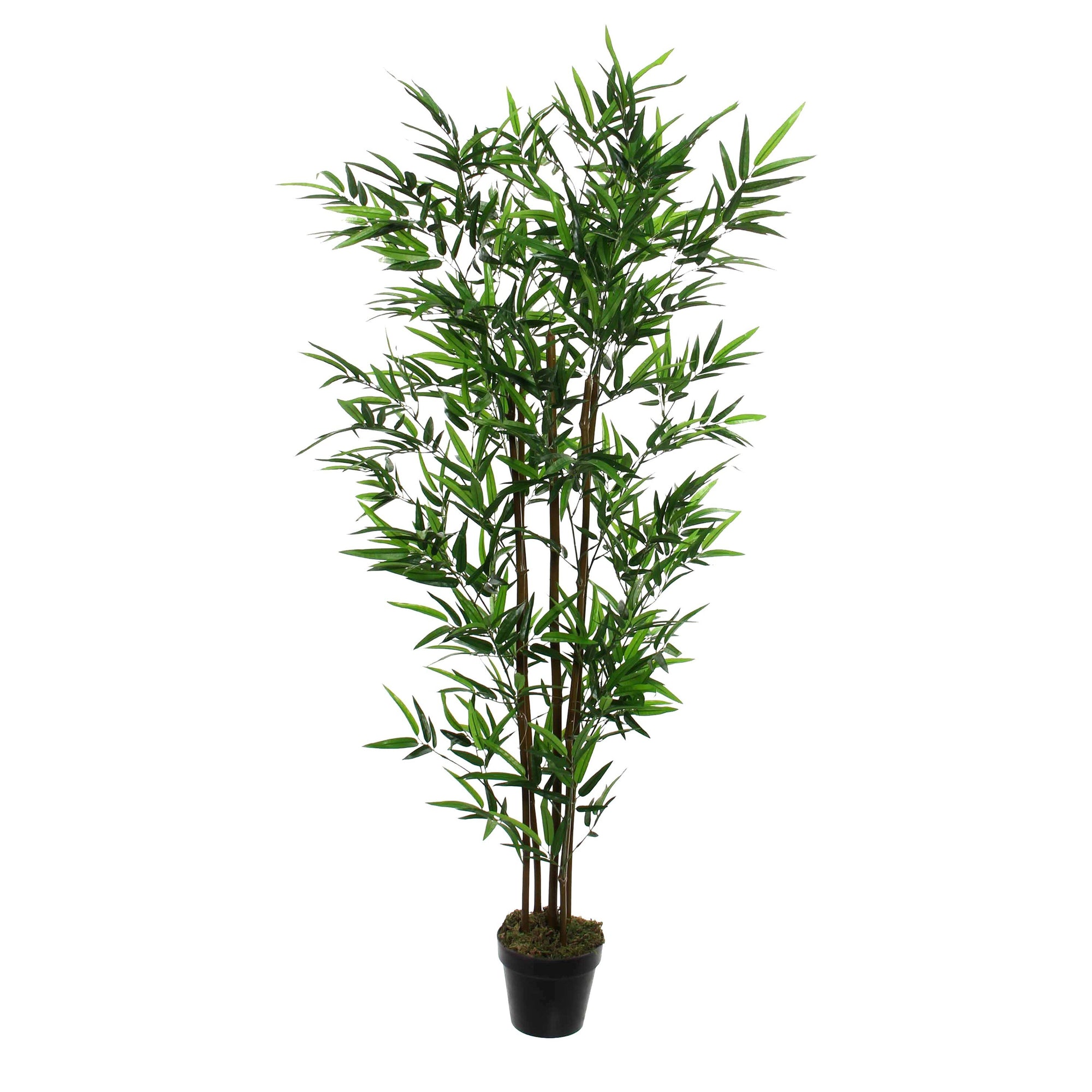 Bamboo In Pot Green - H155Xd90Cm