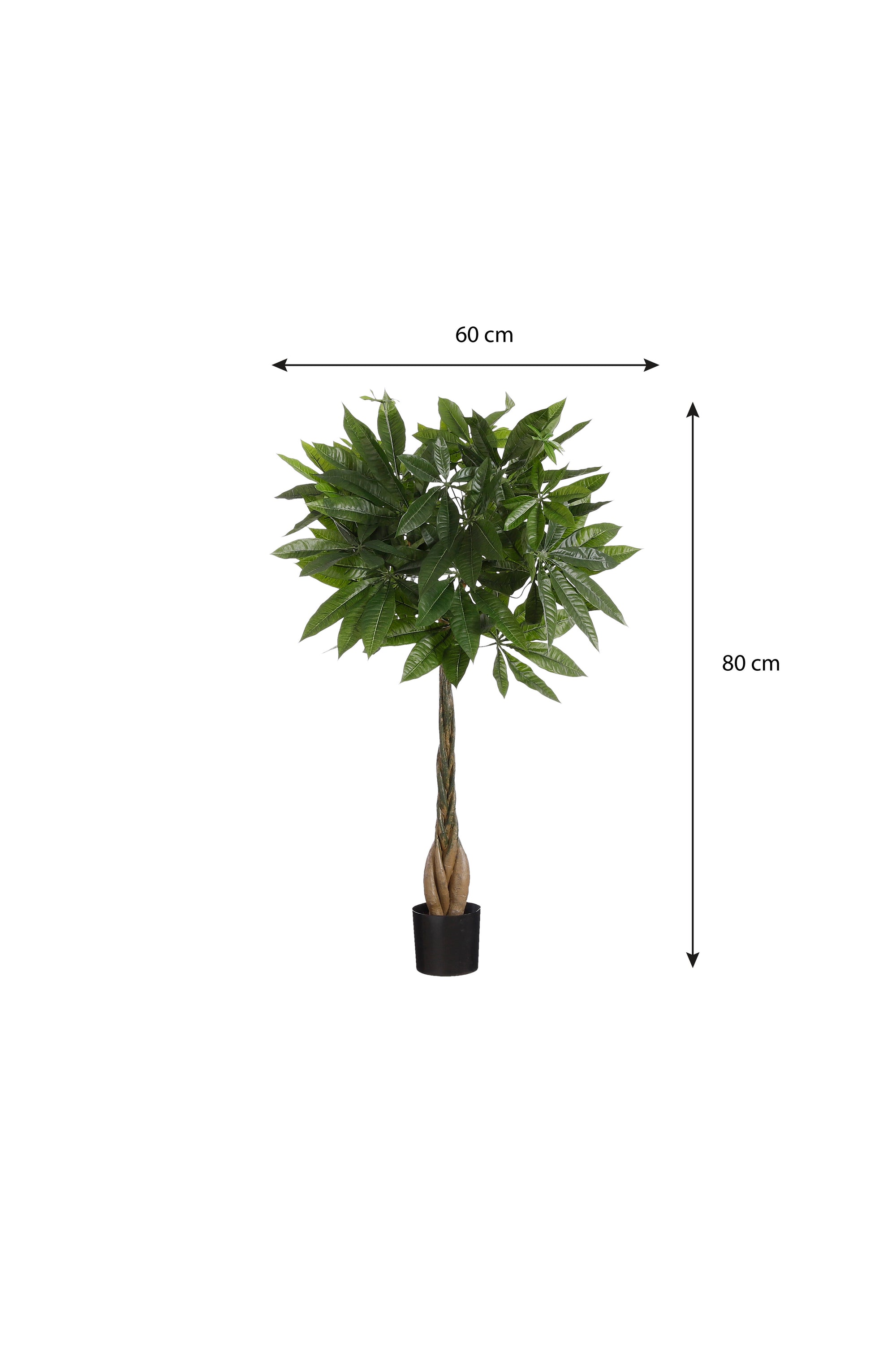 Pachira In Pot Green - H80Xd60Cm