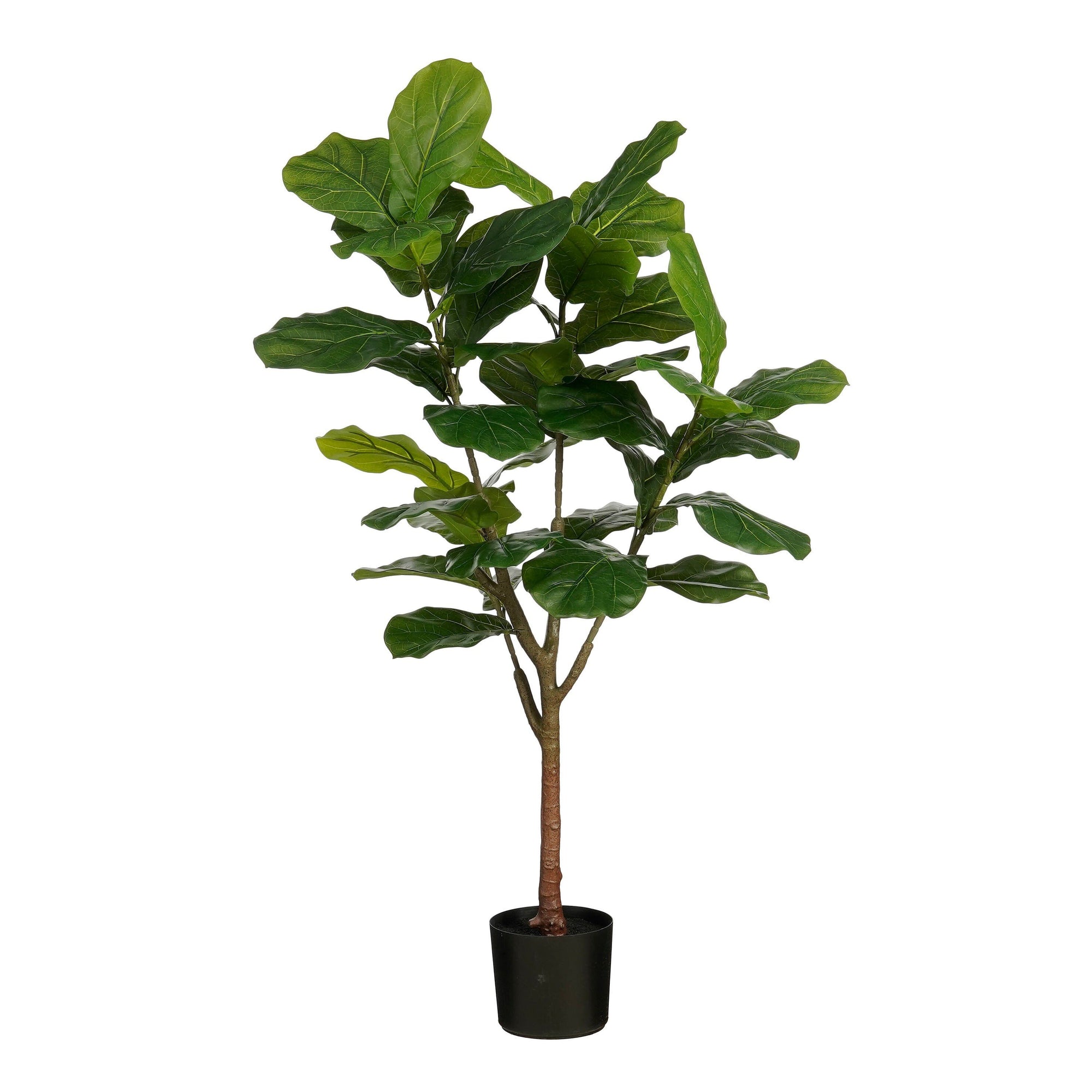 Ficus Lyrata In Pot Green Waterproof & Uv Resistant - H150Xd50Cm