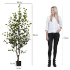 Eucalyptus Tree In Pot Green - H180Xd80Cm