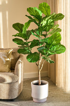 Ficus Lyrata In Pot Green Waterproof & Uv Resistant - H150Xd50Cm