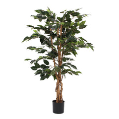 Ficus Green In Plastic Pot - H110Xd65Cm