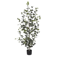 Eucalyptus In Pot Green - H150Xd30Cm