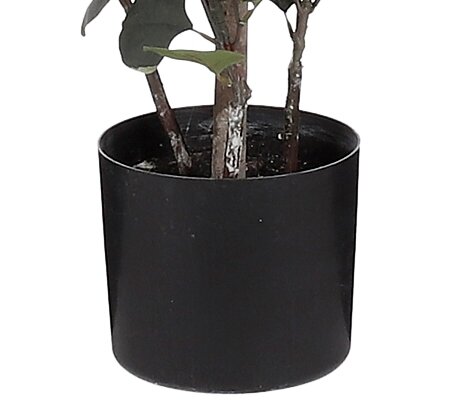 Eucalyptus In Pot Green - H150Xd30Cm