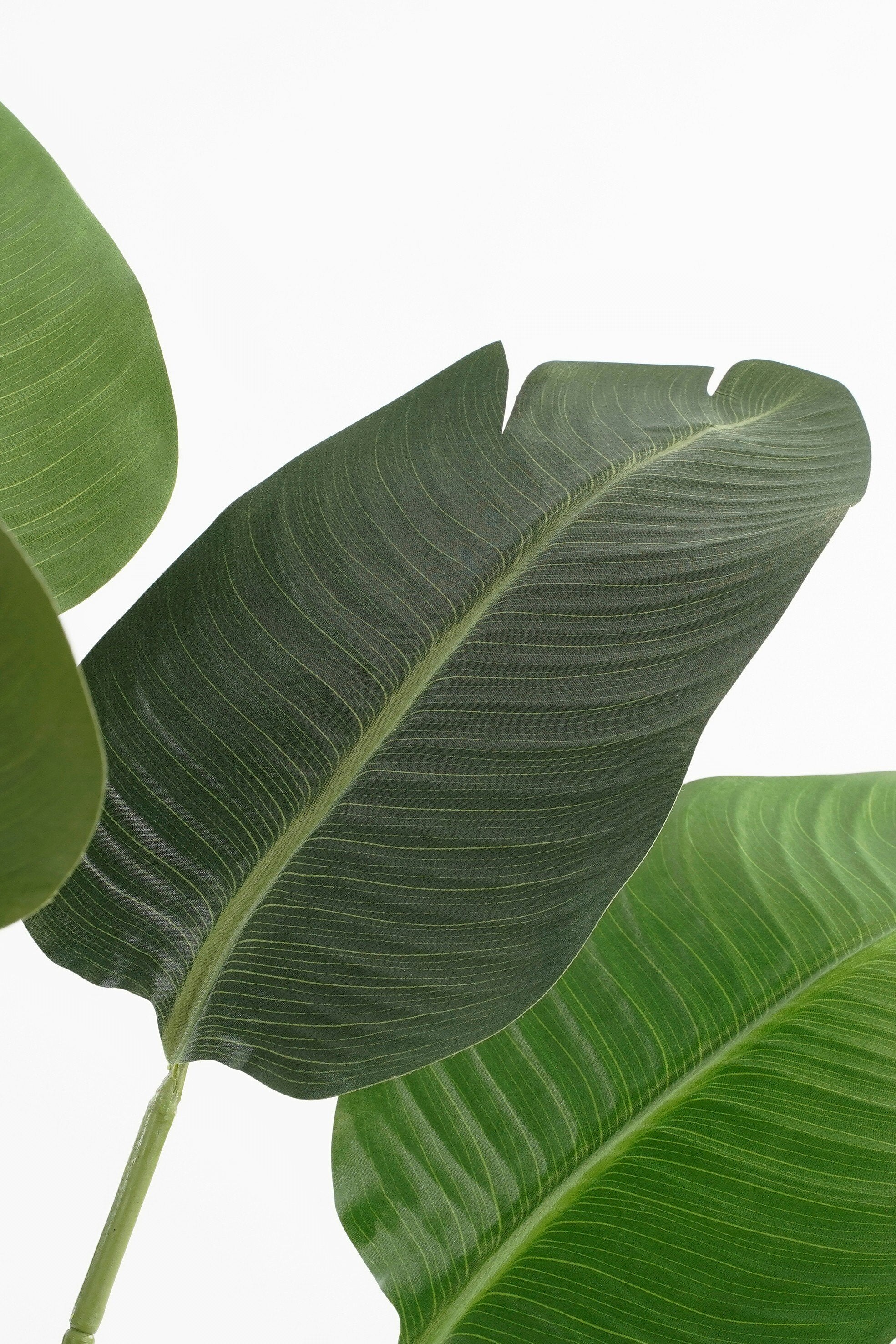 Banana Tree In Pot Green - H180Xd30Cm