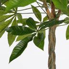 Pachira In Pot Green - H80Xd60Cm