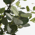 Eucalyptus Tree In Pot Green - H180Xd80Cm
