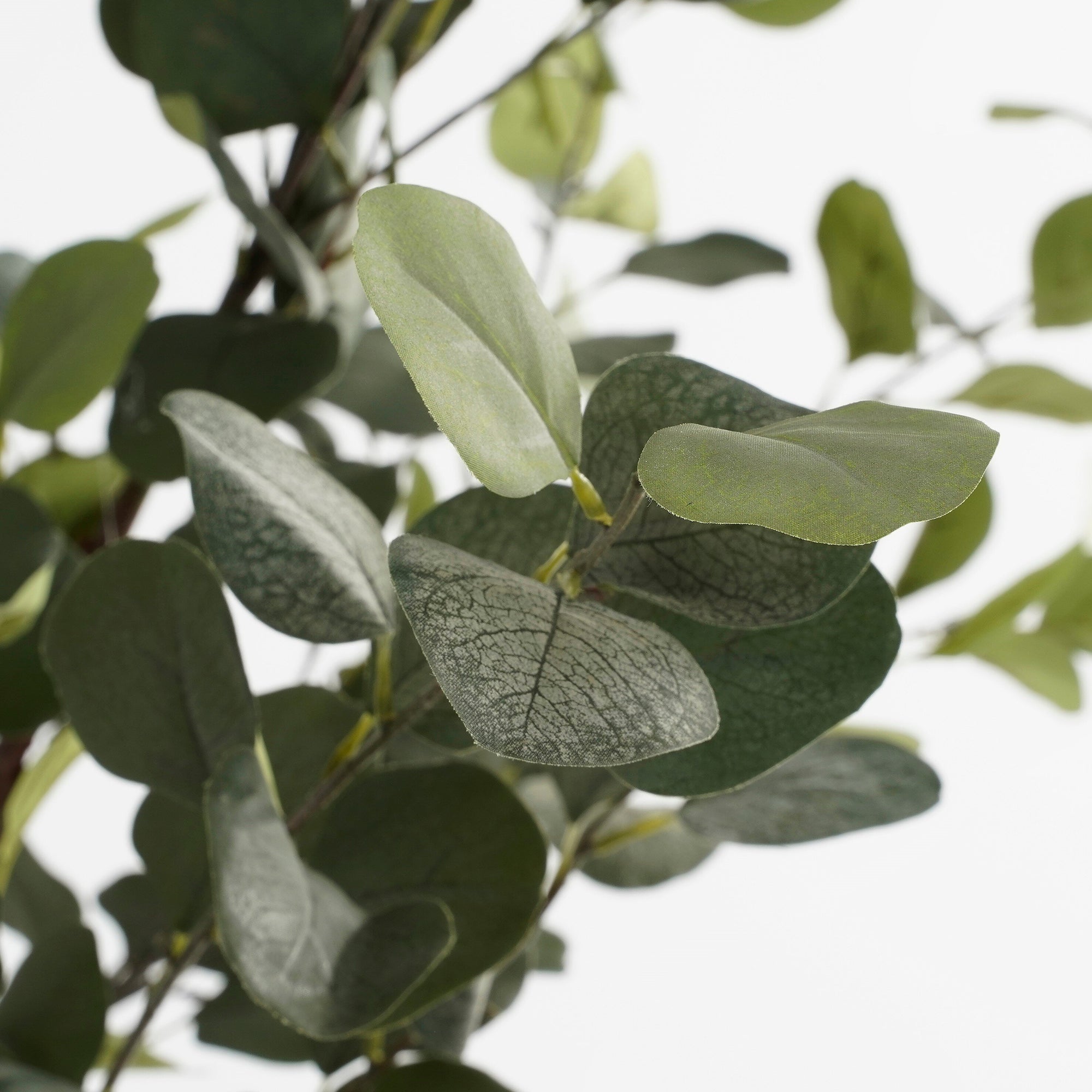 Eucalyptus Tree In Pot Green - H180Xd80Cm