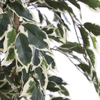 Ficus Green Variegated In Plastic Pot - H110Xd70Cm