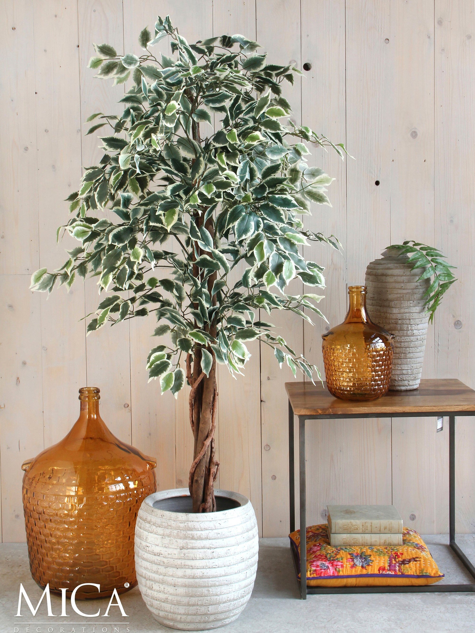 Ficus Green Variegated In Plastic Pot - H110Xd70Cm