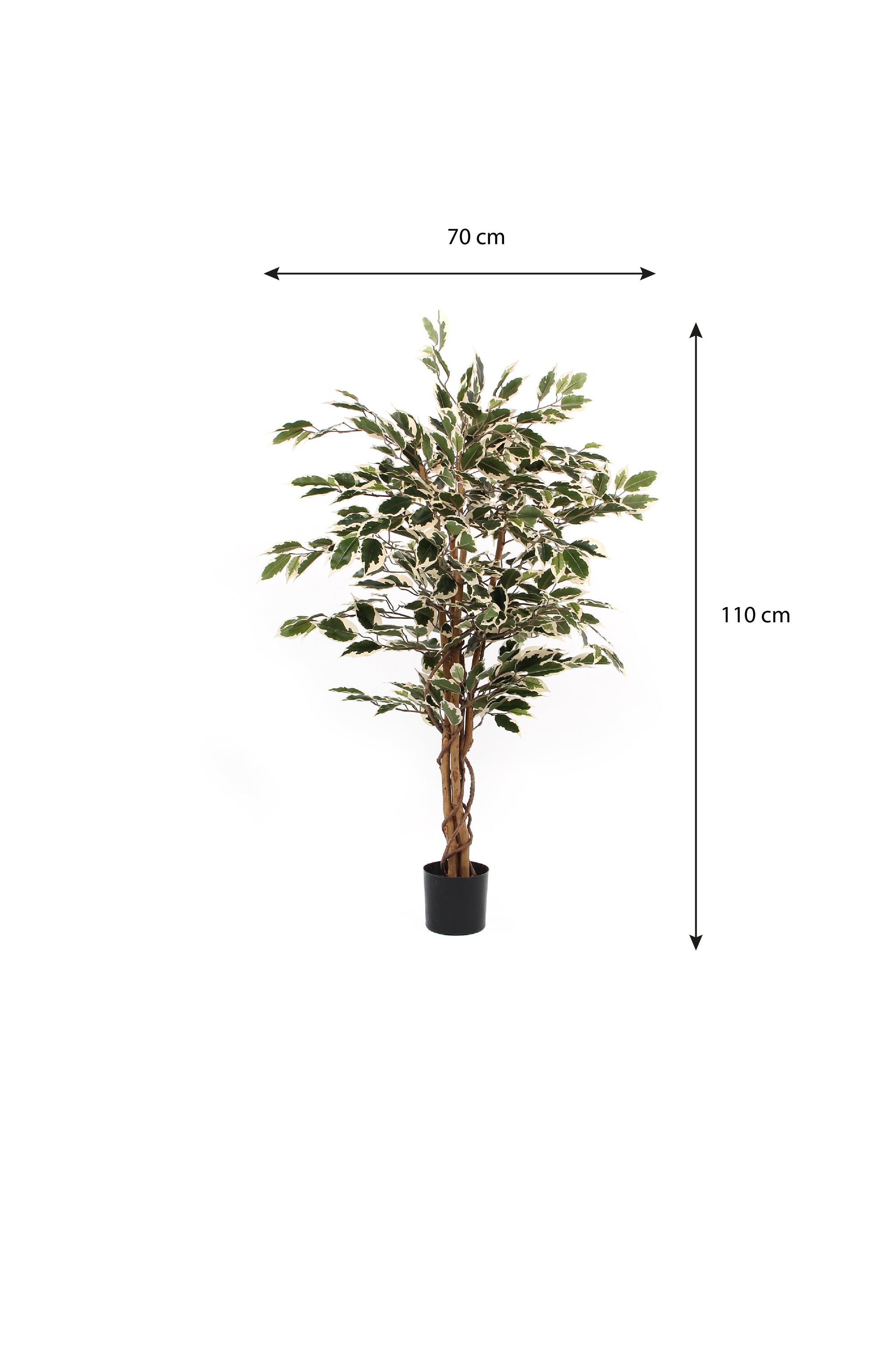 Ficus Green Variegated In Plastic Pot - H110Xd70Cm