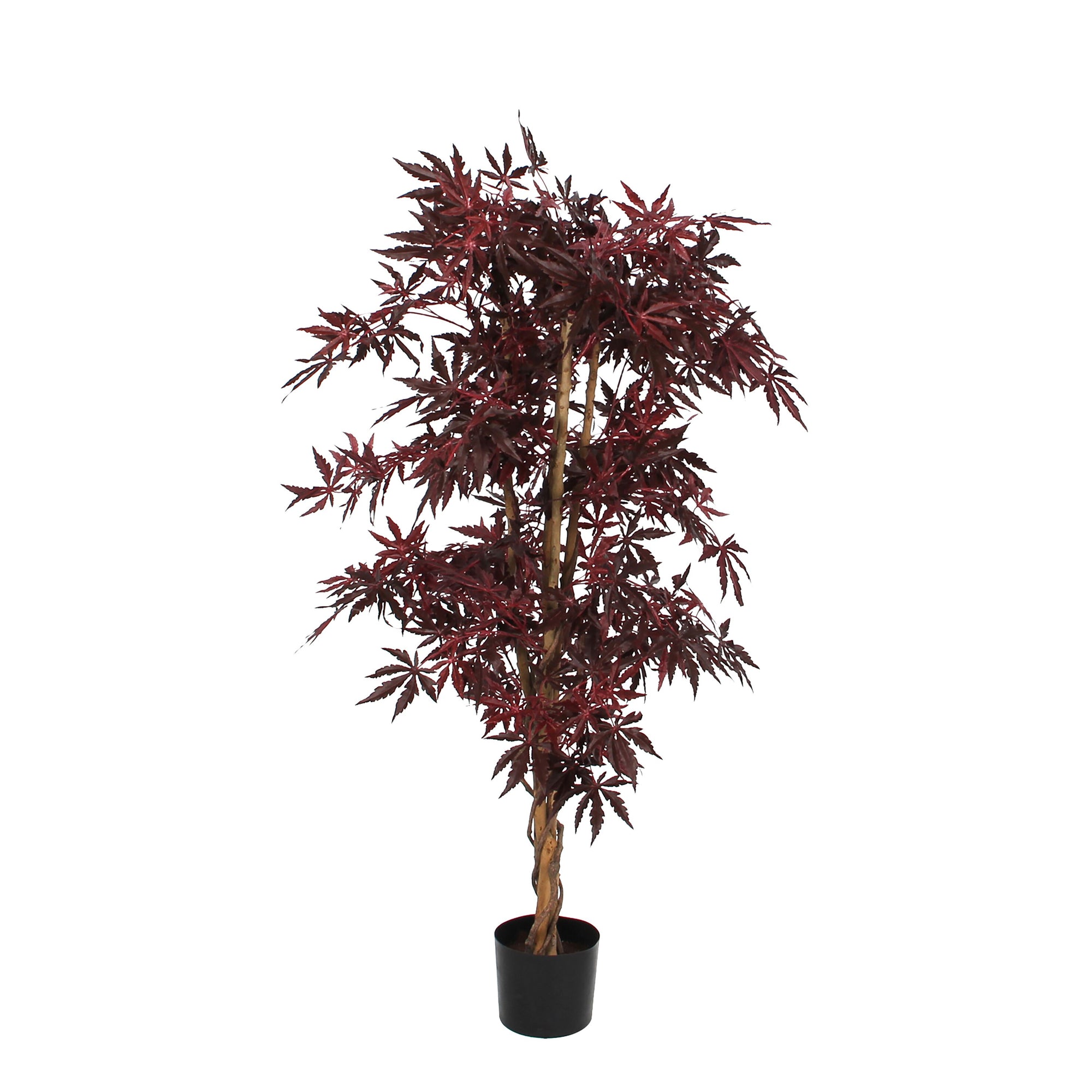 Maple Red In Plastic Pot - H150Xd80Cm