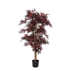 Maple Red In Plastic Pot - H150Xd80Cm