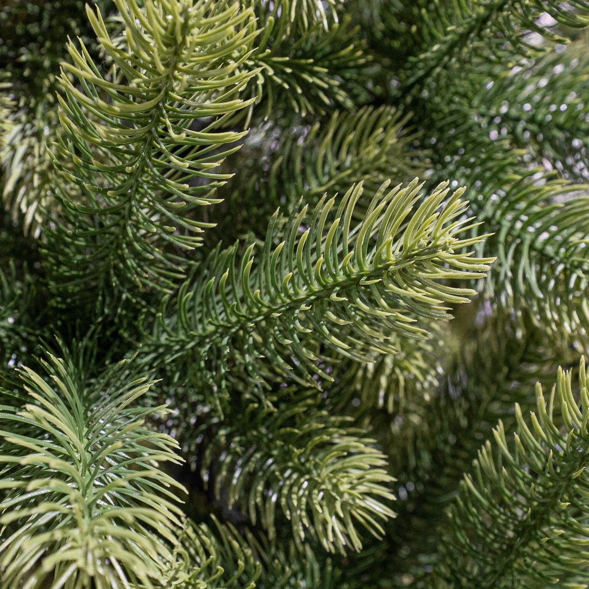 Nagoya X-Mas Tree Green Tips 1448 - H210Xd115Cm
