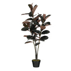 Rubberplant In Pot Rood