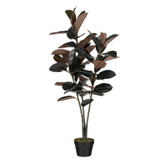 Rubberplant In Pot Rood