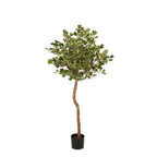 Ficus Triangularis Boom In Pot Groen