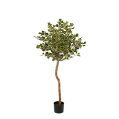Ficus Triangularis Boom In Pot Groen