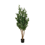Eucalyptusboom In Pot Groen