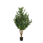 Eucalyptusboom In Pot Groen