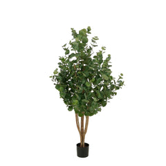 Eucalyptusboom In Pot Groen