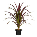 Bananenboom In Pot Rood