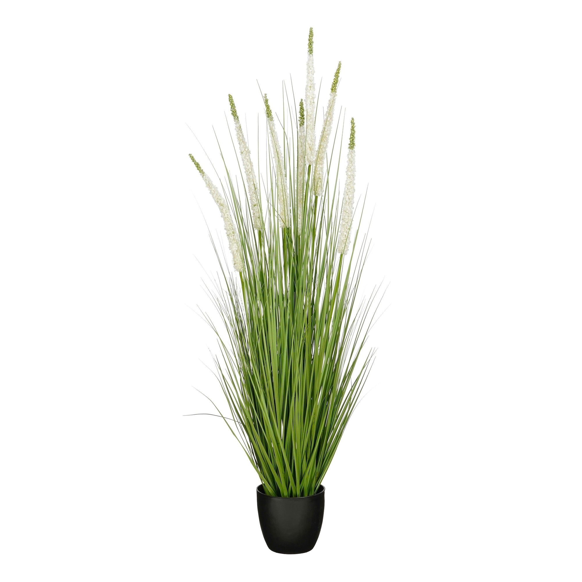 Siergras Eremurus In Pot Wit