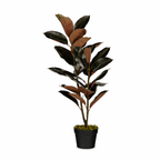 Rubberplant In Pot Rood