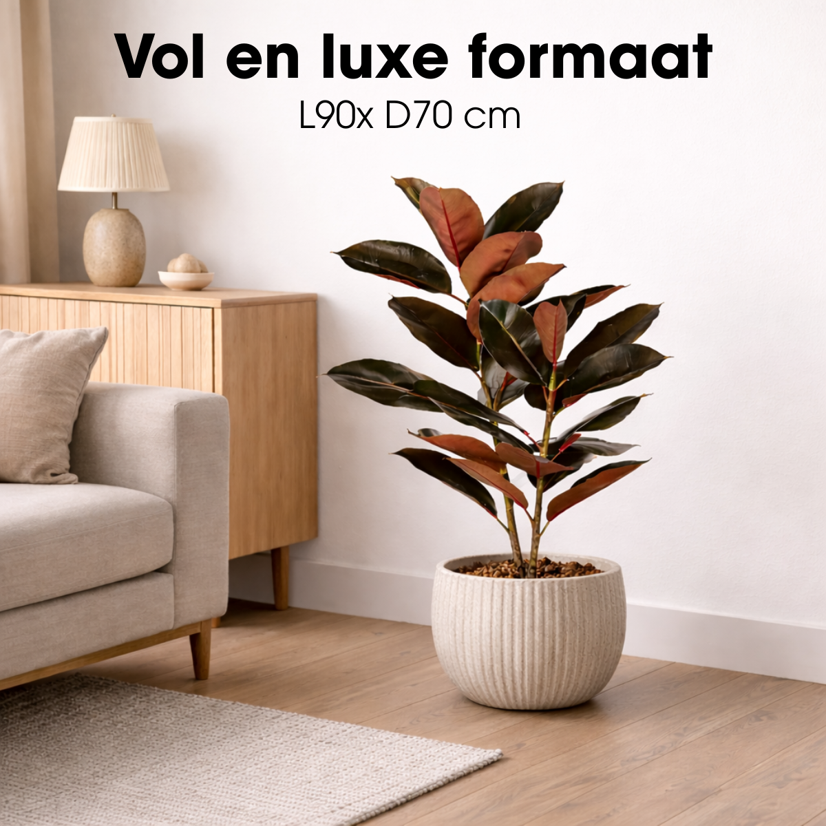 Rubberplant In Pot Rood
