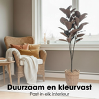 Rubberplant In Pot Rood