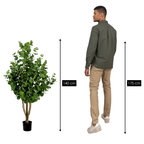 Eucalyptusboom In Pot Groen