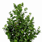 Eucalyptusboom In Pot Groen