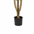 Eucalyptusboom In Pot Groen