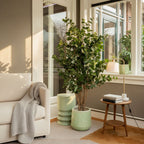 Eucalyptusboom In Pot Groen