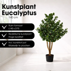 Eucalyptusboom In Pot Groen