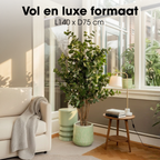 Eucalyptusboom In Pot Groen