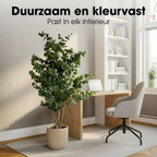 Eucalyptusboom In Pot Groen