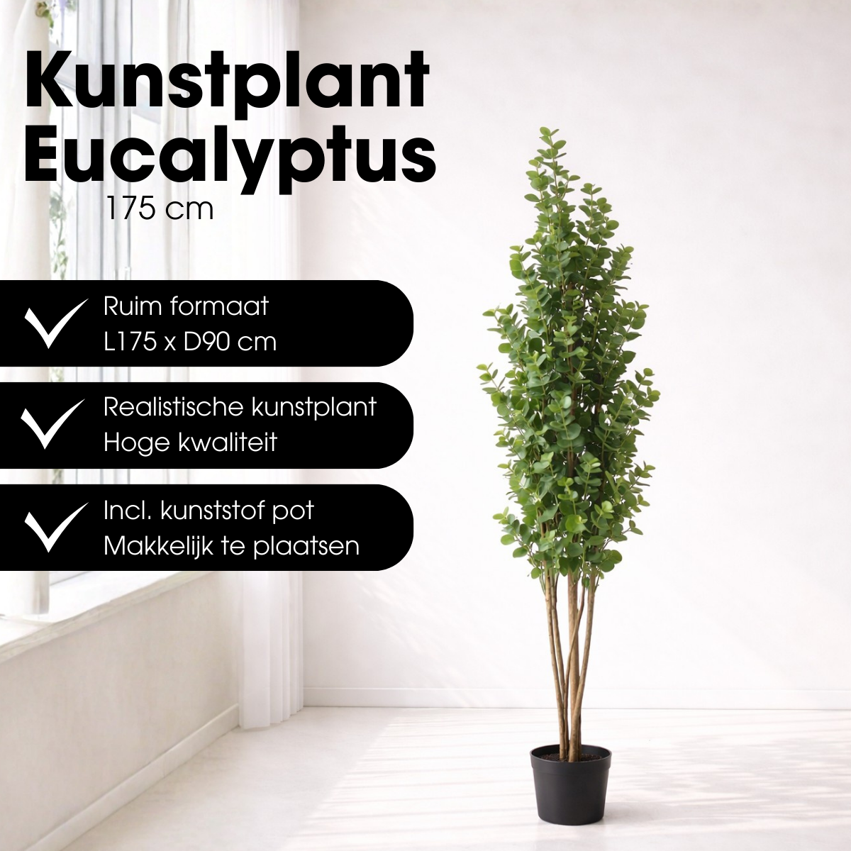 Eucalyptusboom In Pot Groen