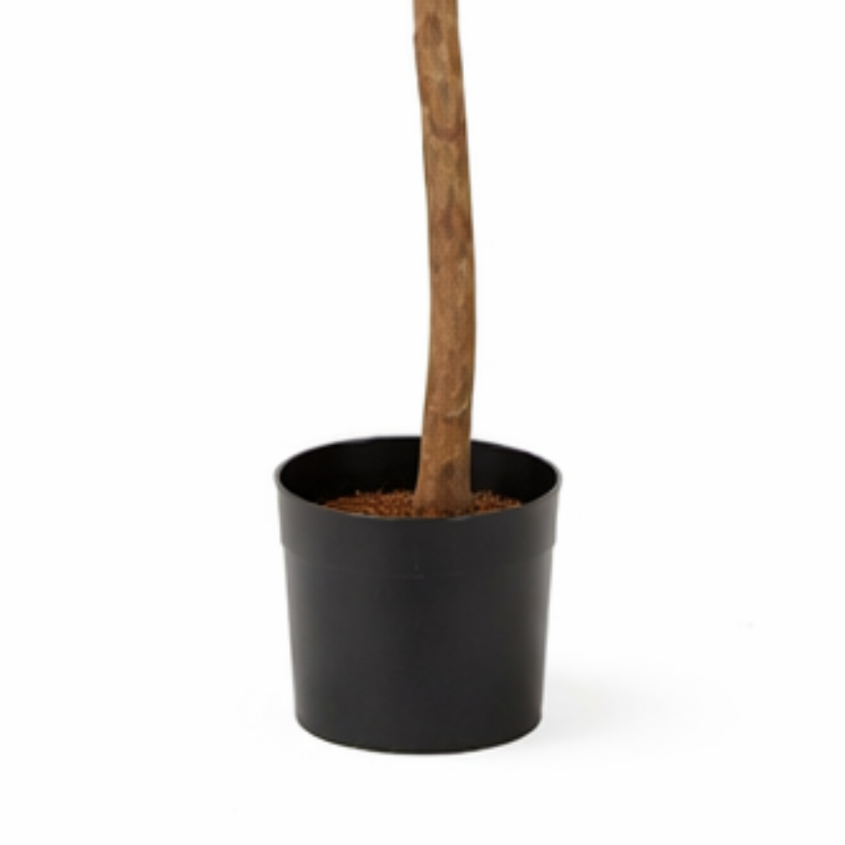 Ficus Triangularis Boom In Pot Groen