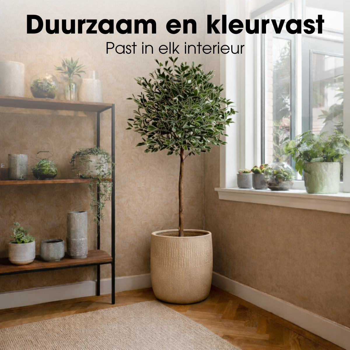 Ficus Triangularis Boom In Pot Groen